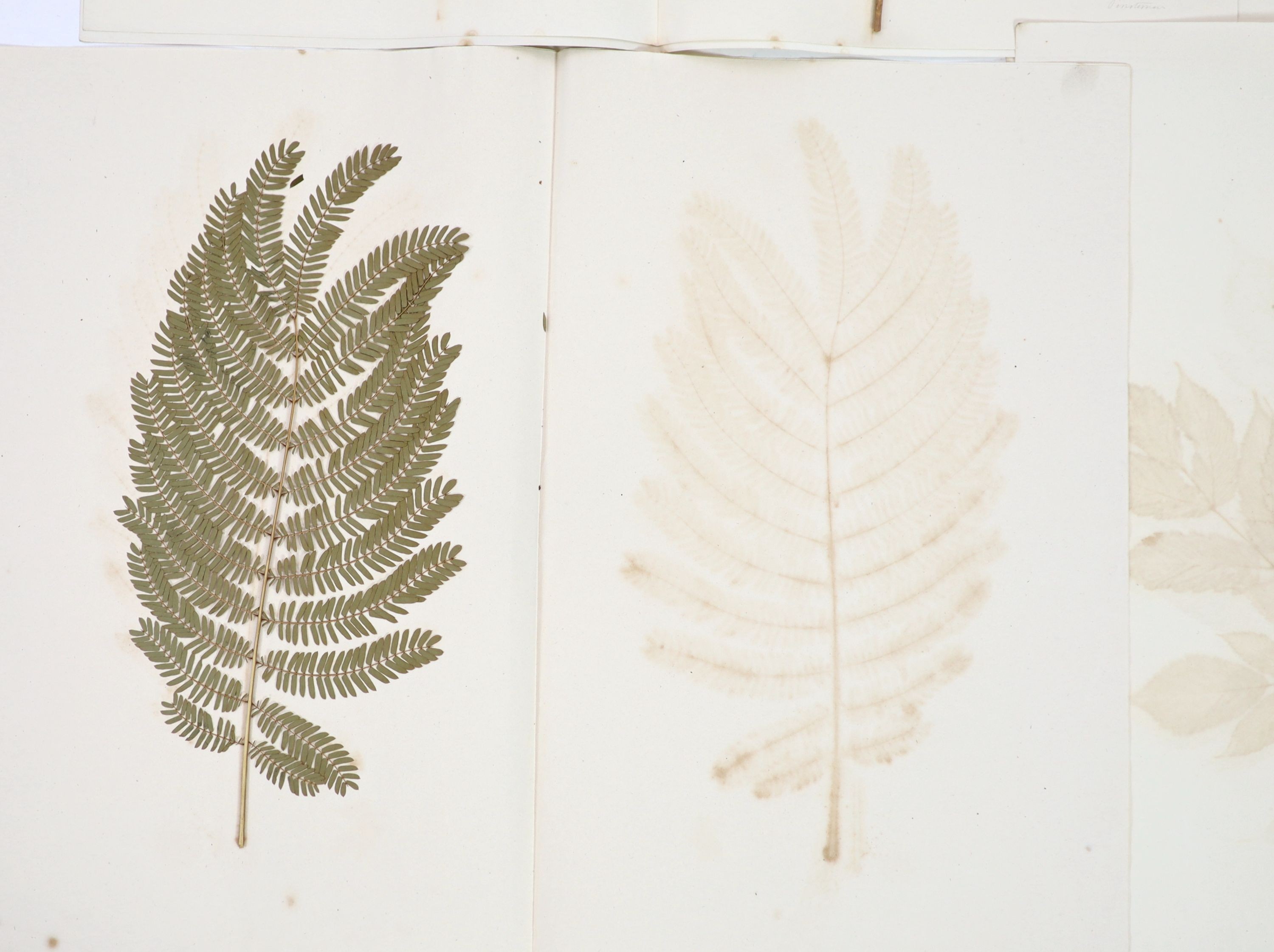 A folio of early 19th century dried botanical specimens on paper, Largest 47 cm X 28 cm (89 specimens)